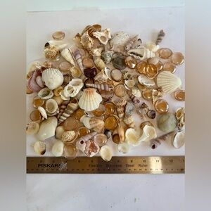 Natural Seashell Assortment for Decor